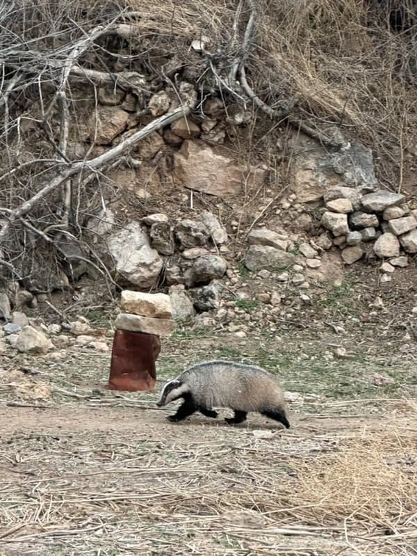 Mardin’de nesli tehdit altında olan porsuk görüldü