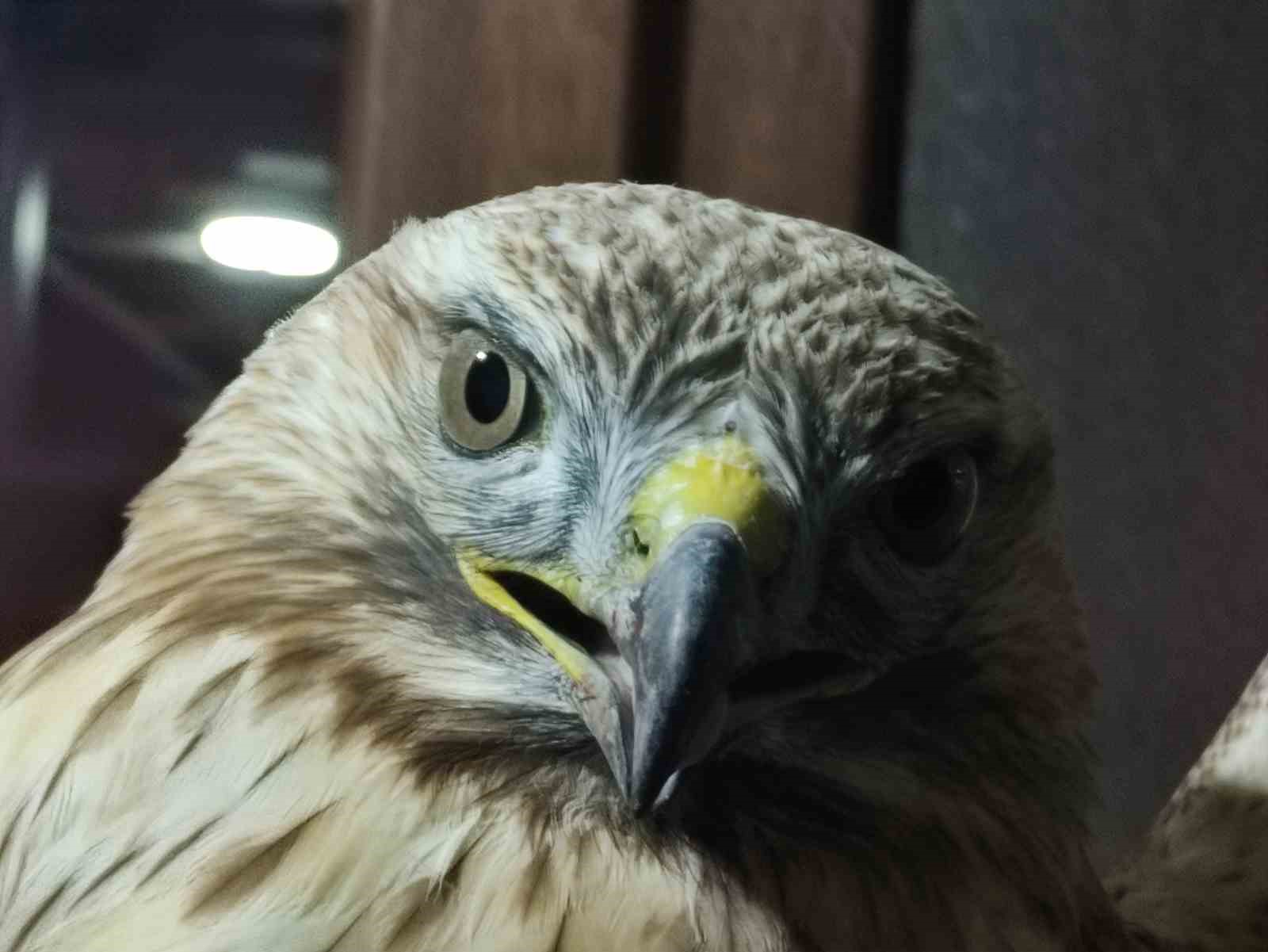 Yaralı kızıl şahin tedavi altına alındı
