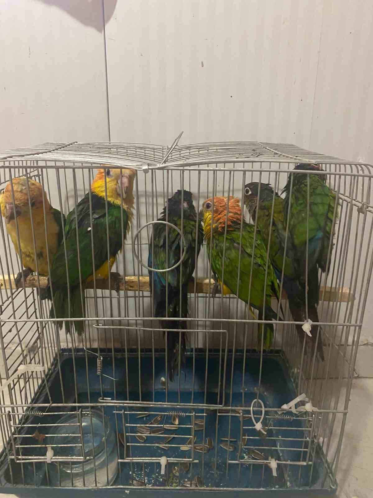 Habur Sınır Kapısı’nda 6 adet "konur" cinsi papağan ele geçirildi