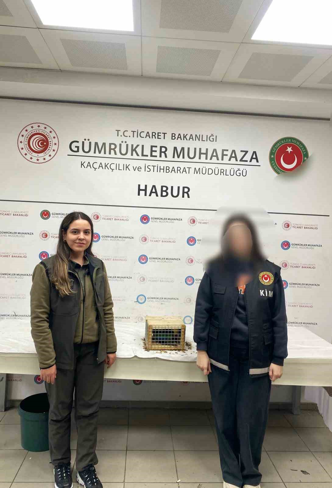 Habur Sınır Kapısı&rsquo;nda 6 adet "konur" cinsi papağan ele ge&ccedil;irildi
