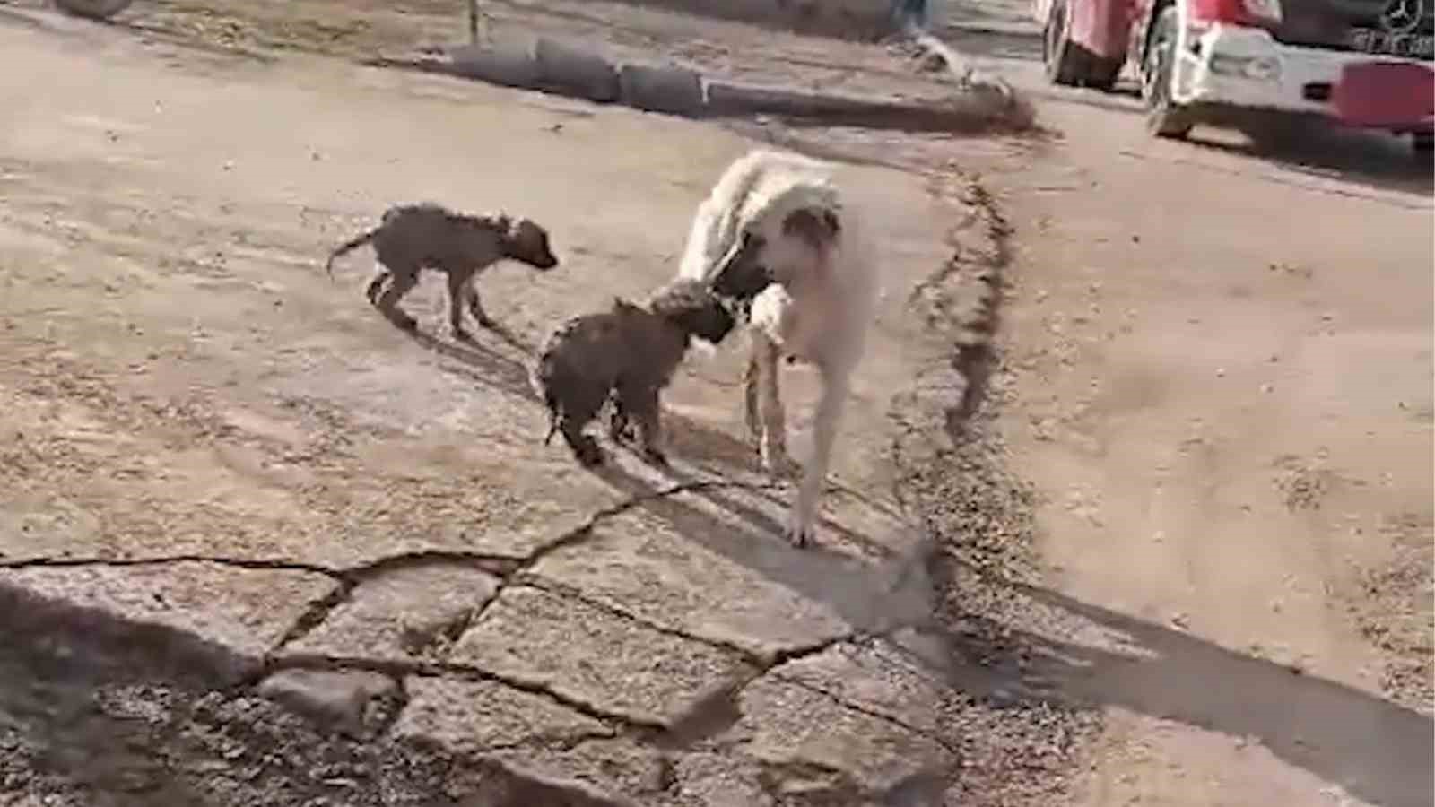 İtfaiyeden y&uuml;rek ısıtan kurtarma operasyonu: Yavru k&ouml;pekler annelerine kavuştu
