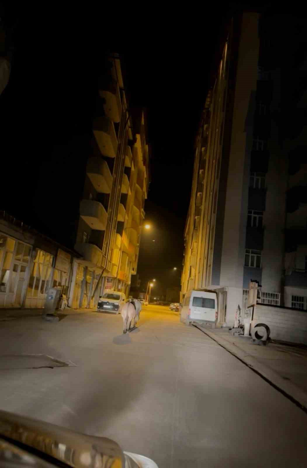 Y&uuml;ksekova&rsquo;da caddede y&uuml;r&uuml;yen başıboş eşekler g&ouml;renleri g&uuml;l&uuml;msetti
