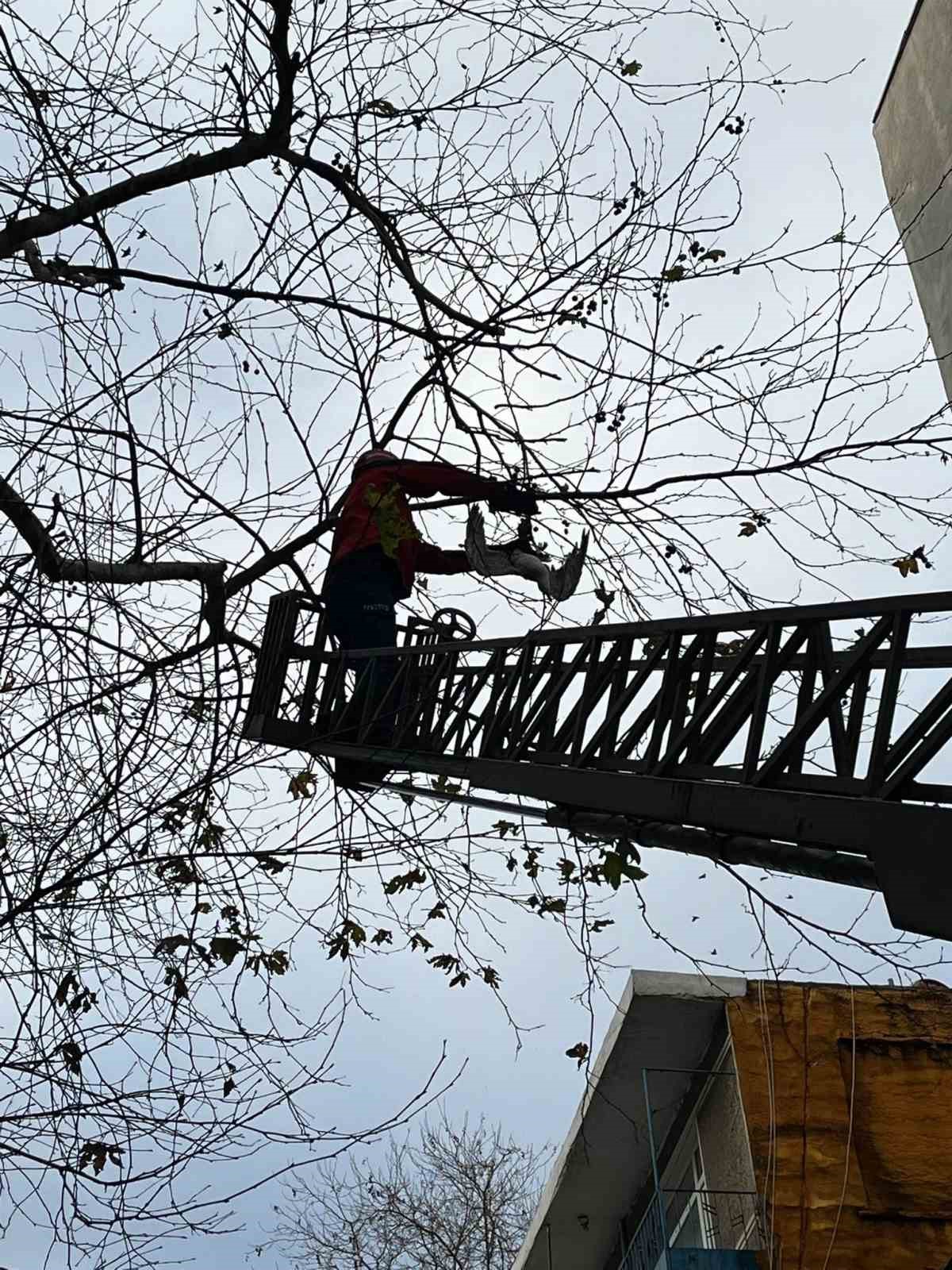 Bandırma&rsquo;da ağa&ccedil;ta mahsur kalan ayağı kırık martı tedavi altına alındı
