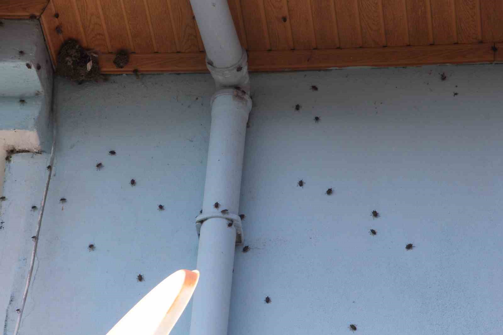 Ordu’da kahverengi kokarcaya karşı 70 binden fazla kışlak ilaçlandı