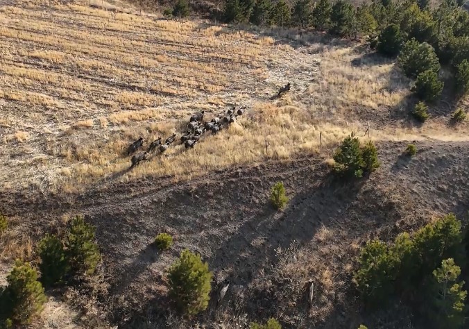 Domuz sürüsü dron ile görüntülendi
