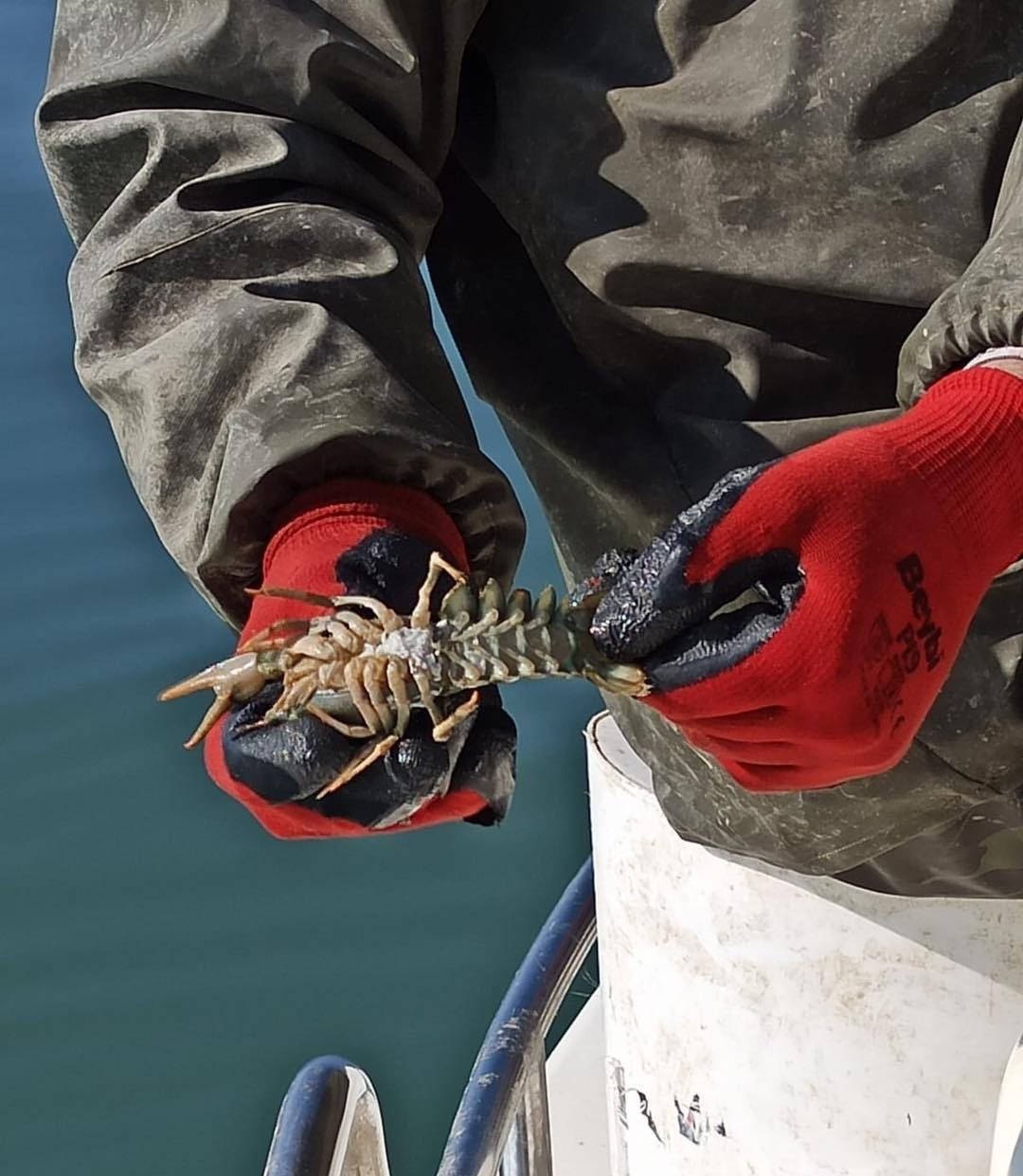 Eğirdir G&ouml;l&uuml;&rsquo;nde kerevit bereketi, 498 ton &uuml;retimle y&uuml;zler g&uuml;ld&uuml;
