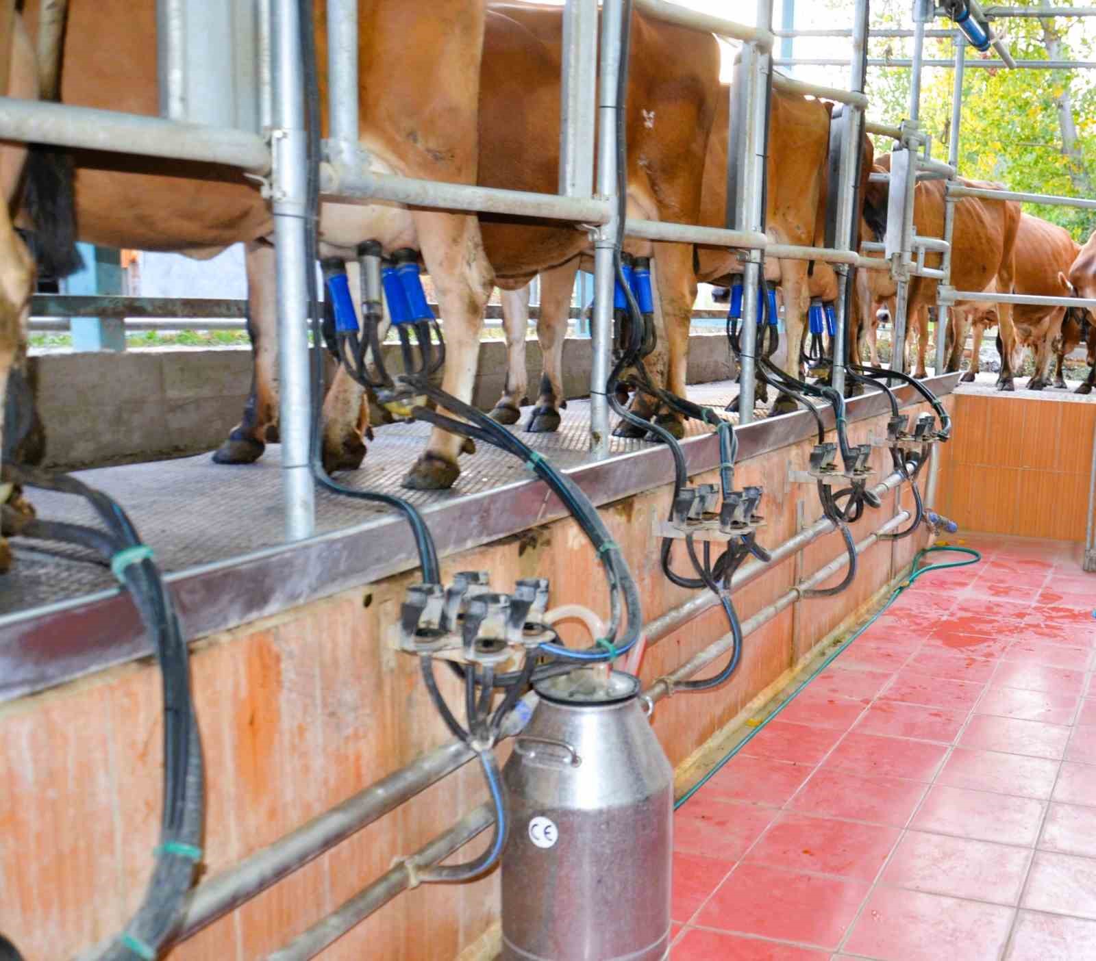 Denizli, Ege B&ouml;lgesinin s&uuml;t tedarik&ccedil;isi
