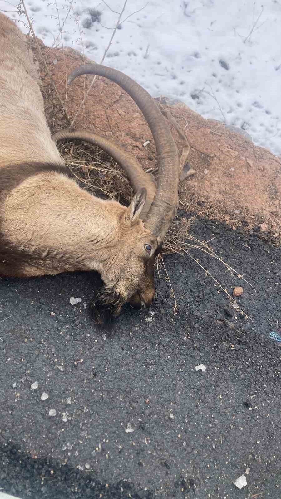 Gümüşhane’de otomobilin çarptığı koruma altındaki yaban keçisi telef oldu