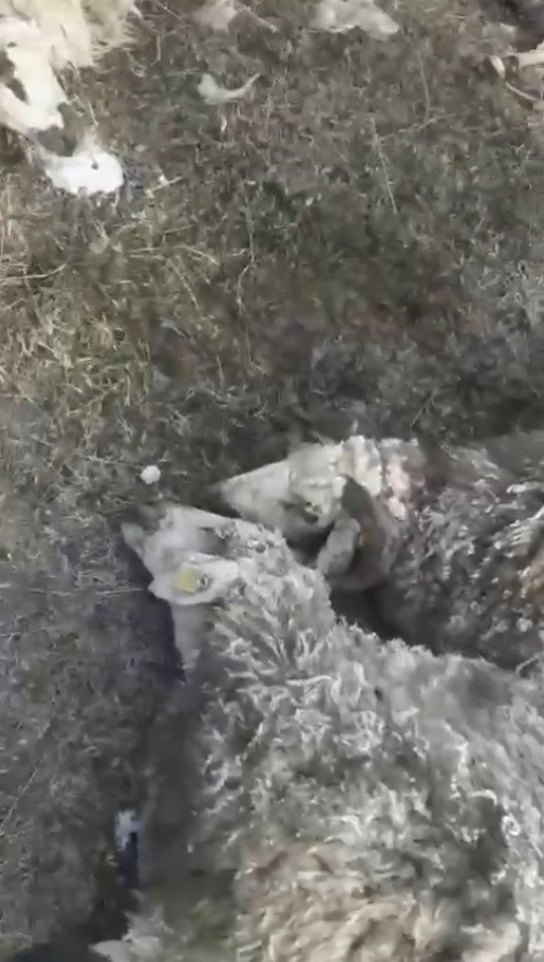 Arpaçay’da kurtlar dehşet saçtı