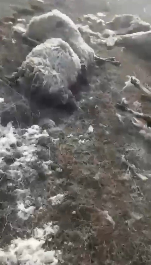 Arpaçay’da kurtlar dehşet saçtı