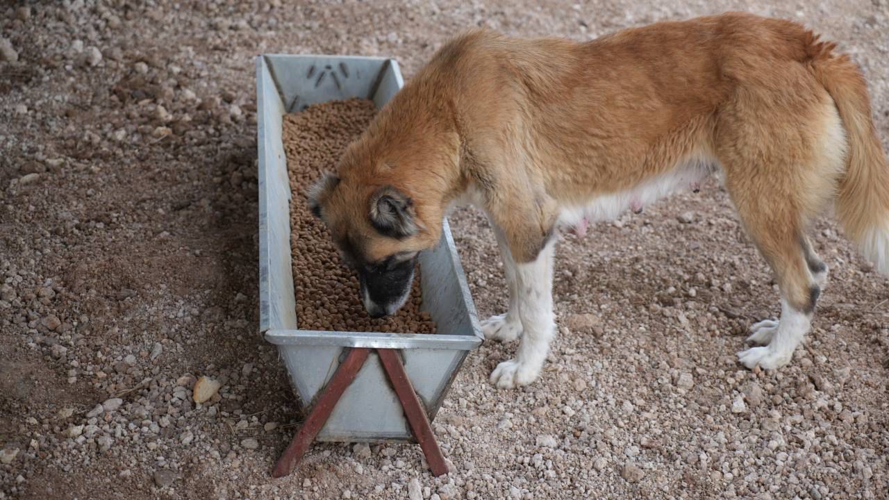 Sokak hayvanlarına doğal yaşam alanı yapıldı