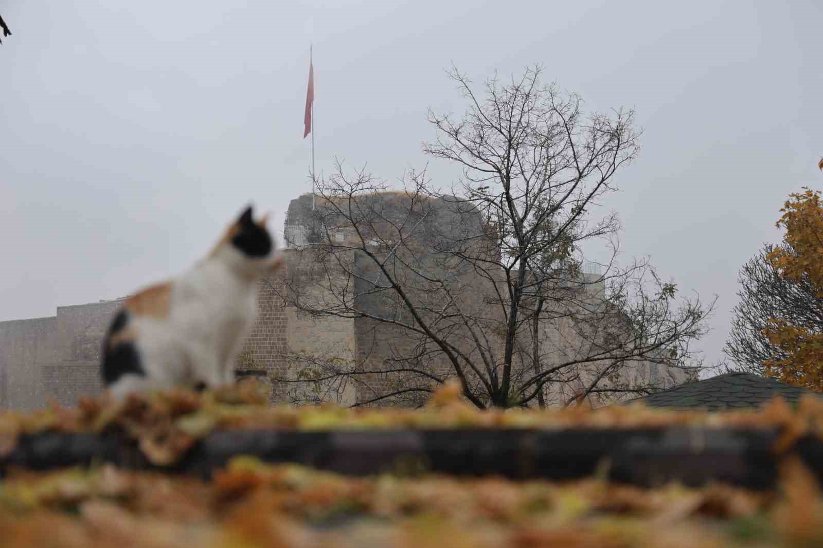 Medeniyetler beşiği Harput’ta ’kedili’ manzaralar