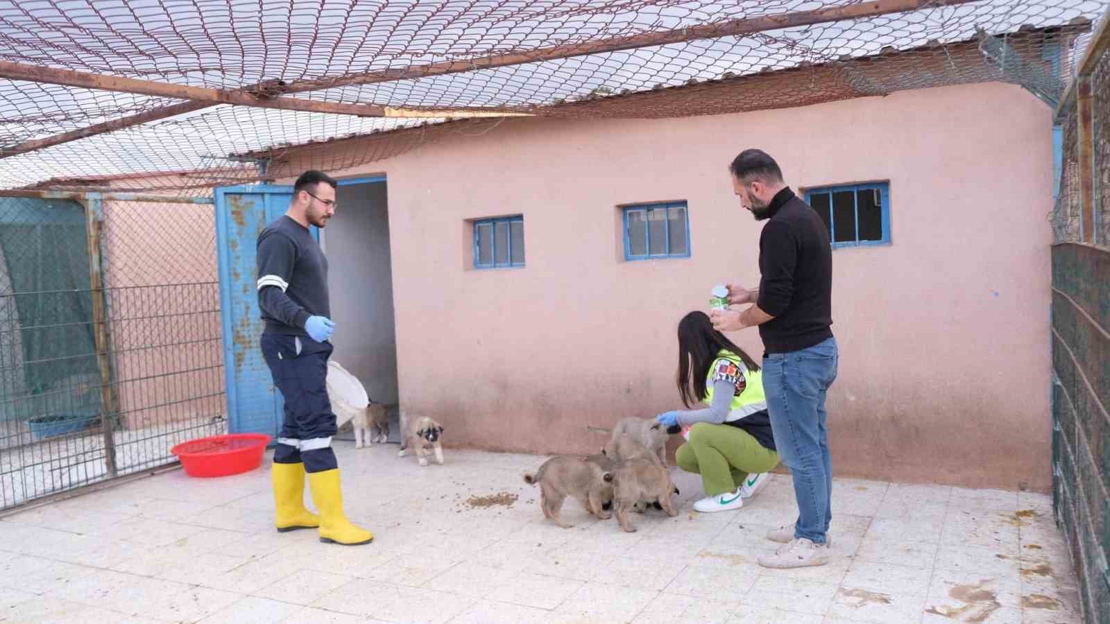 Sorgun Belediyesi ekipleri sokak hayvanları i&ccedil;in sahada
