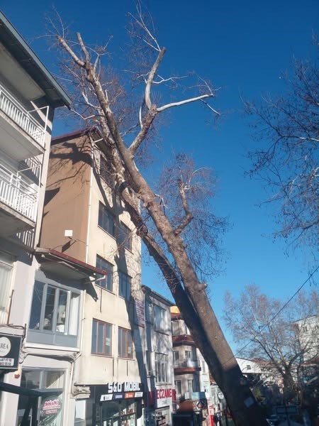 Simav’da anıt çınar binanın üzerine devrildi
