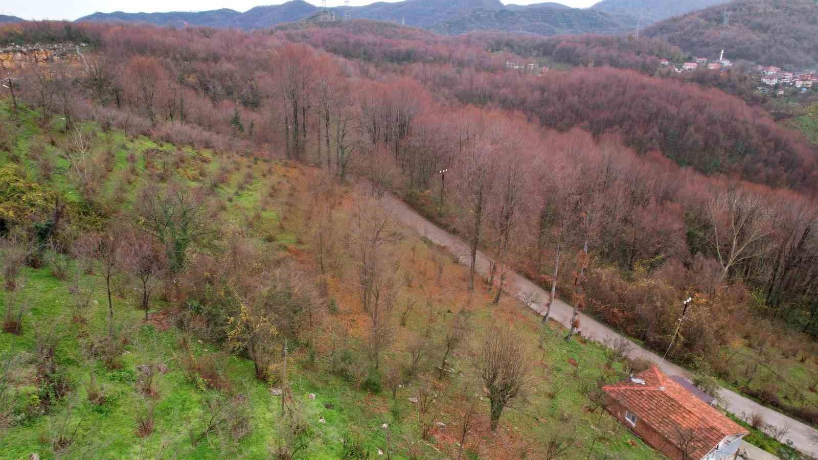 Zonguldak ormanlarında sonbahardan kışa geçiş güzelliği yaşanıyor
