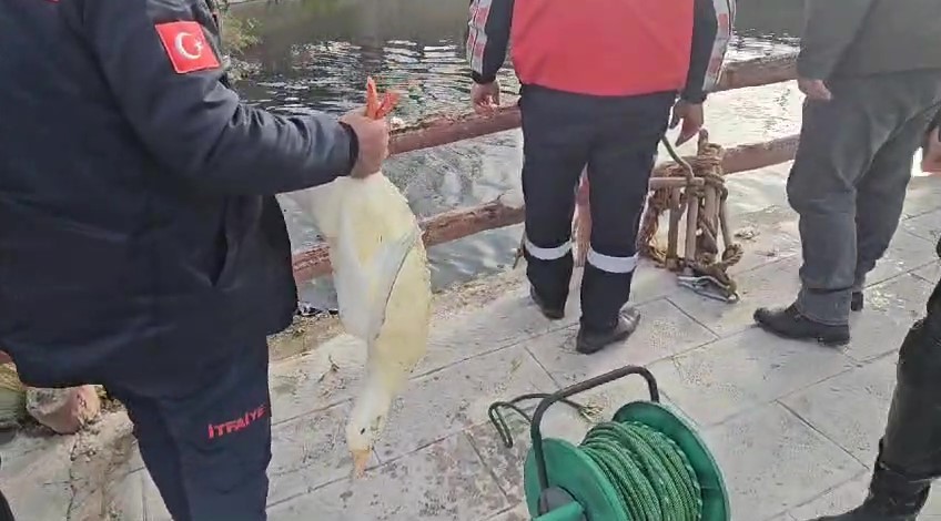 Tokat’ta nehirde mahsur kalan ördeği Amasyalı itfaiyeciler kurtardı
