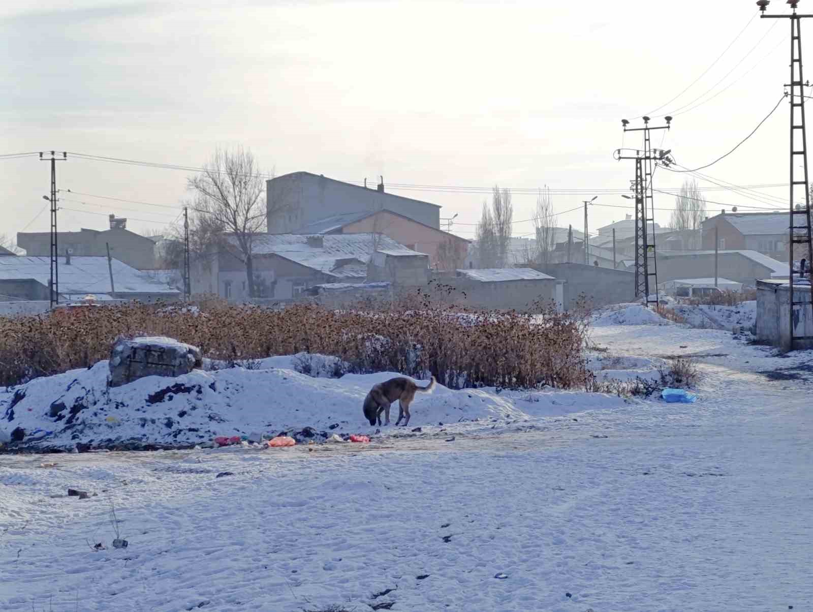 Sibirya soğukları Ağrı’da yaşamı felç etti
