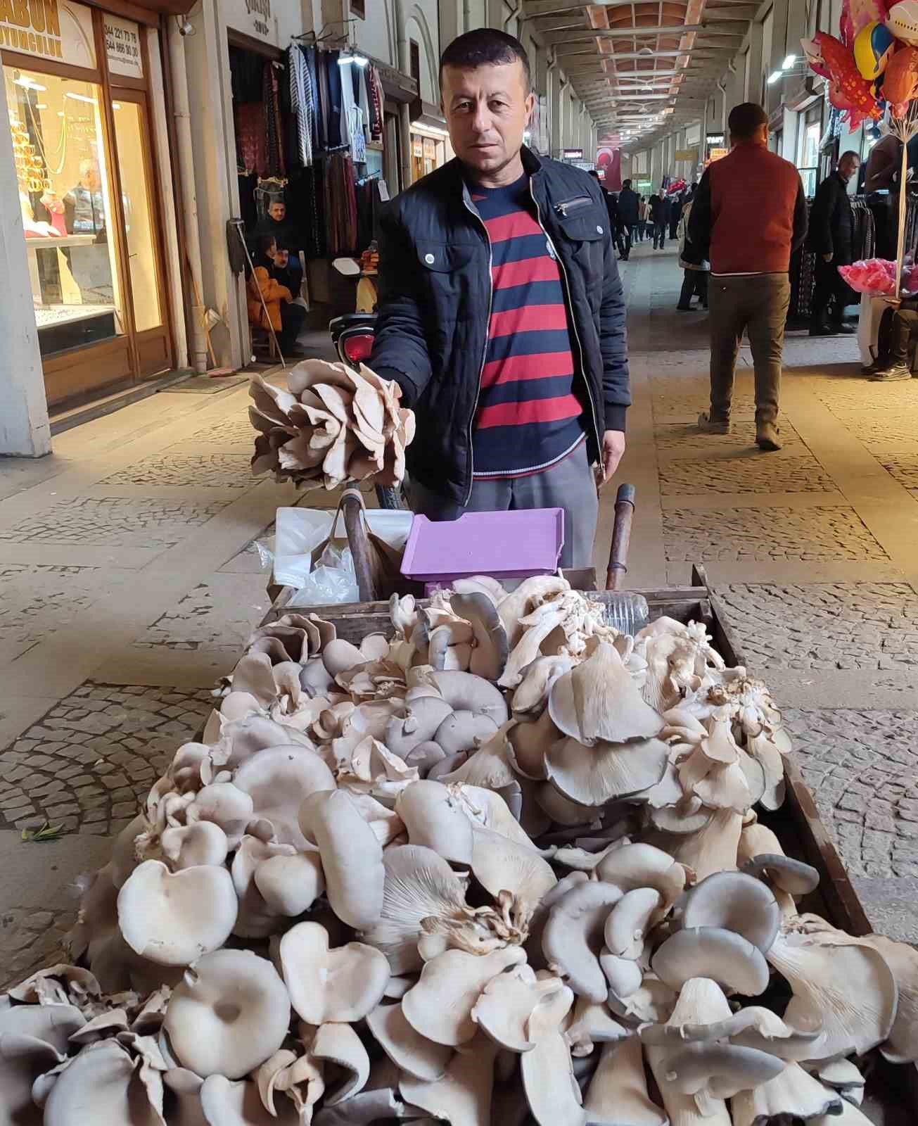 İstiridye mantarı ge&ccedil;im kaynağı oldu
