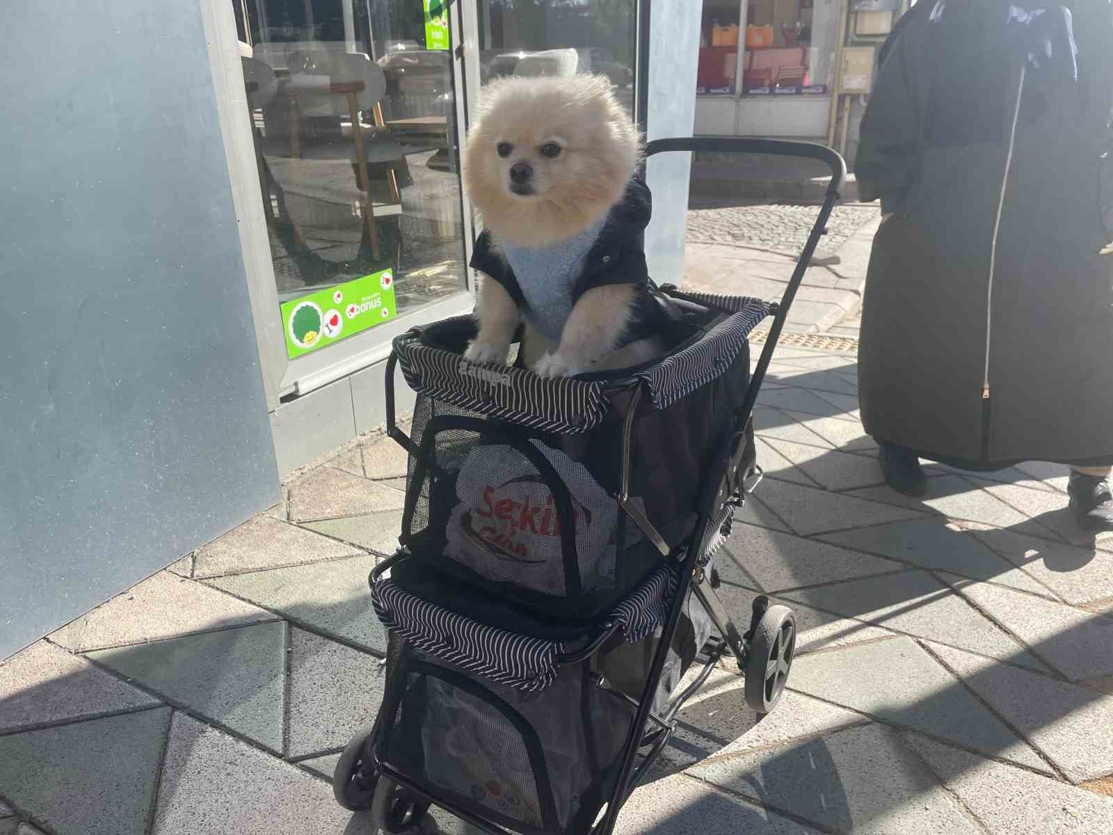 K&ouml;peğini gezdirme arabasıyla bebek gibi dolaştırıyor
