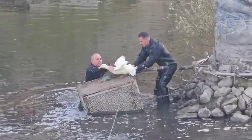 Tokat’ta nehirde mahsur kalan ördeği Amasyalı itfaiyeciler kurtardı