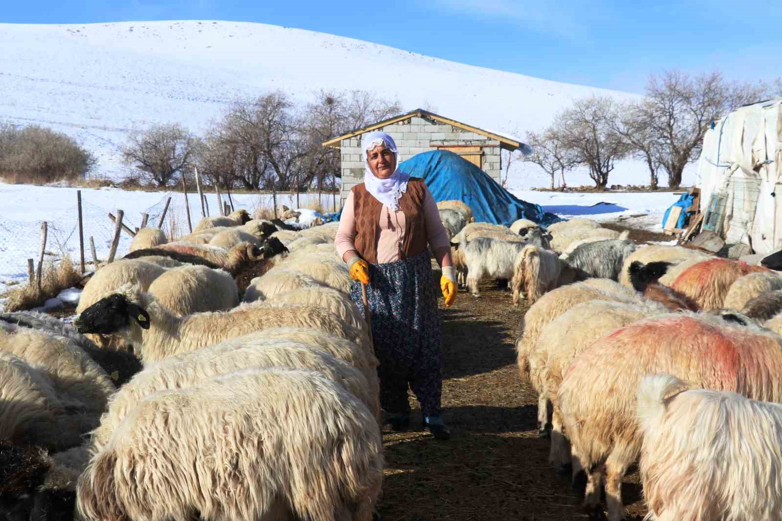 Hayvancılığa kadın eli değdi
