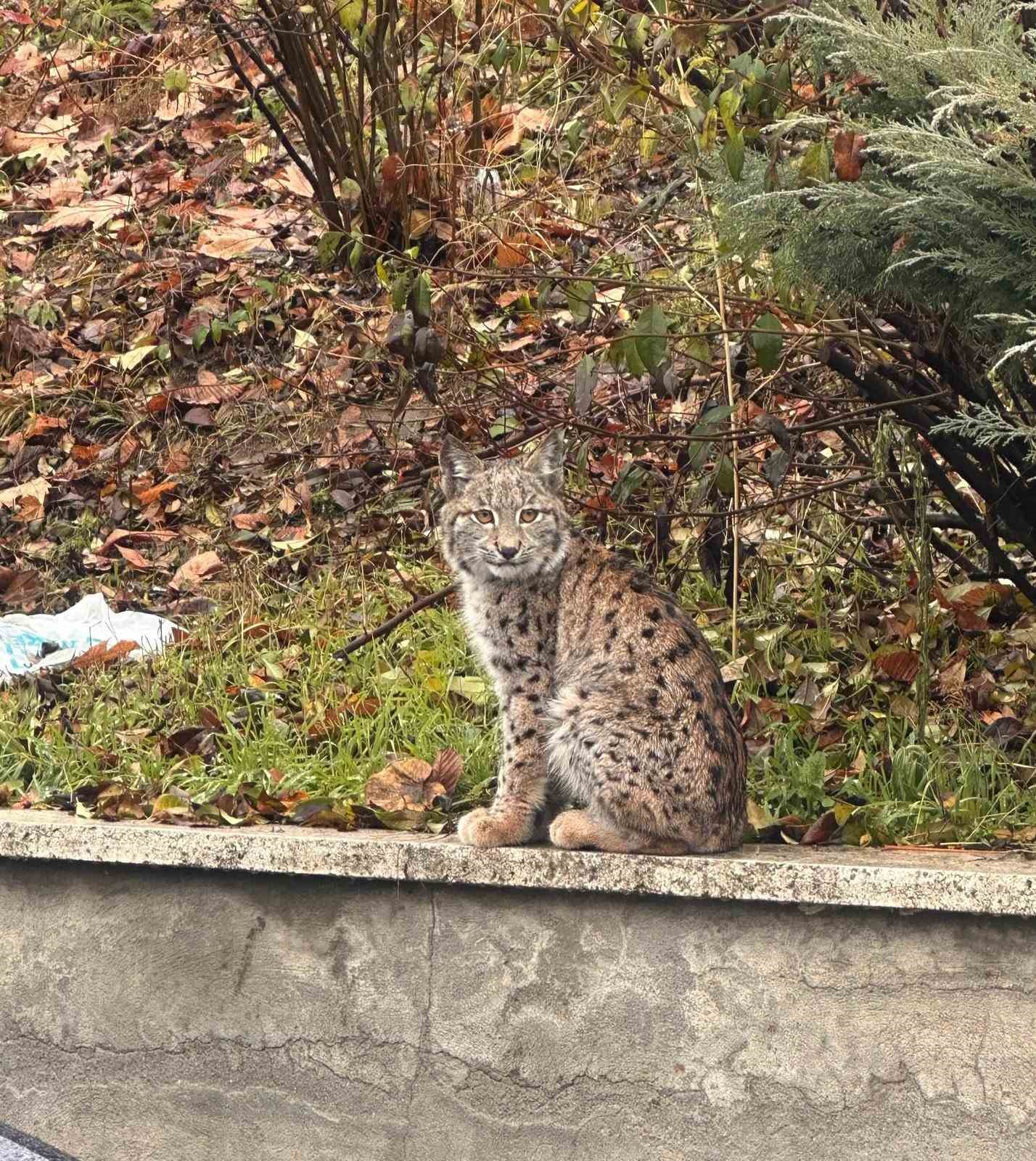 Nesli t&uuml;kenmekte olan vaşak, şehre indi

