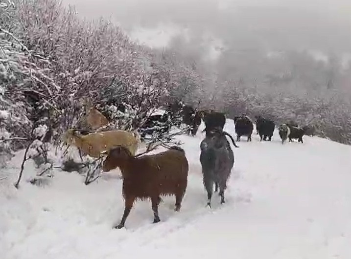 Reşadiyeli &ccedil;oban karla m&uuml;cadeleyi şarkılarla hafifletti

