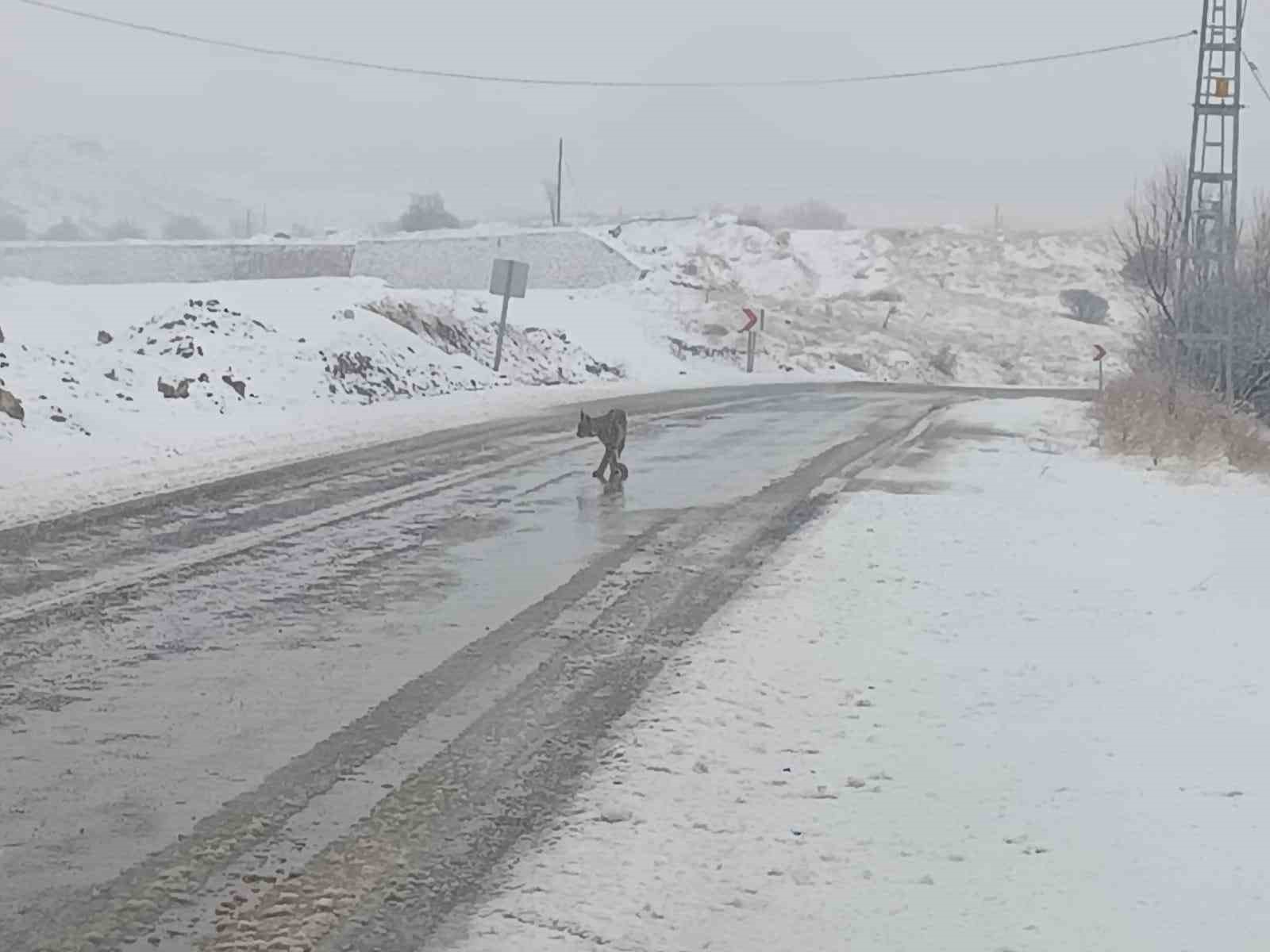 Malatya’da nesli tükenmekte olan vaşak görüldü
