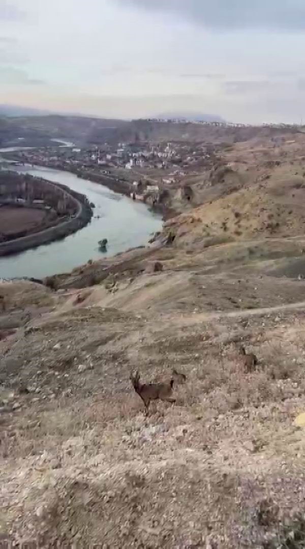 Koruma altındaki dağ keçileri Palu’nun eşsiz manzarasına dahil oldu
