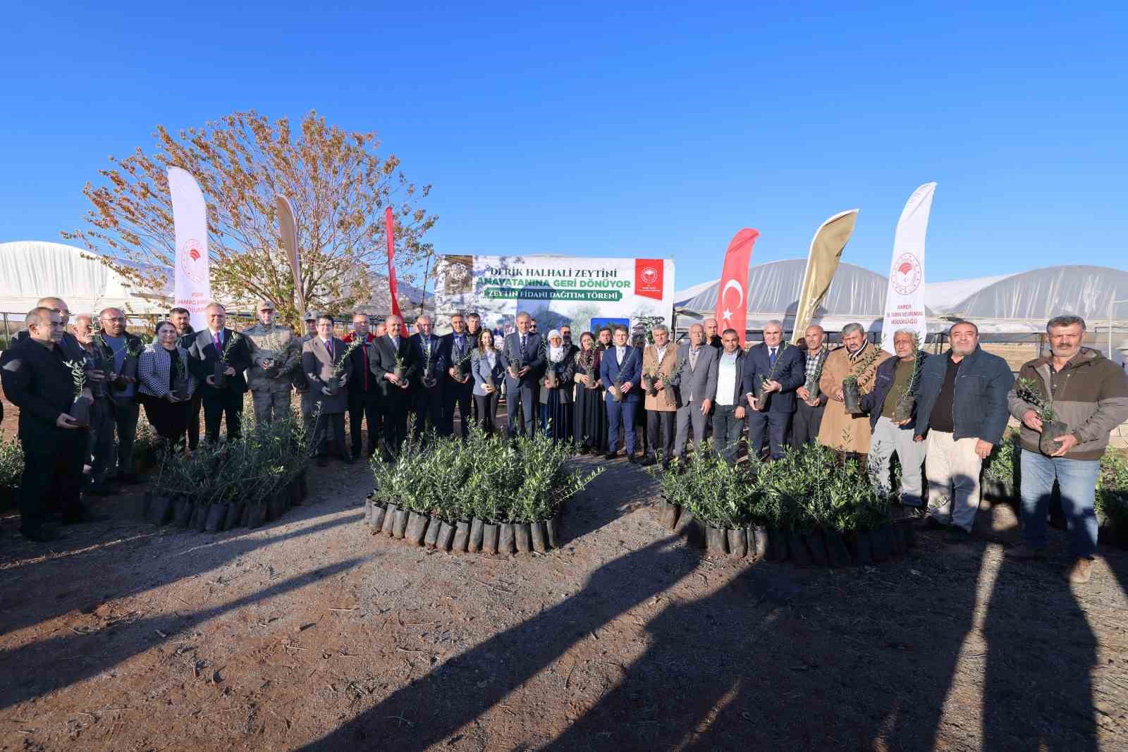 Mardin’de çiftçilere 19 bin 480 zeytin fidanı dağıtıldı