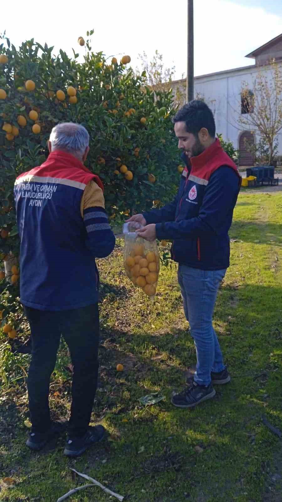 Narenciyede numune alımları sürüyor
