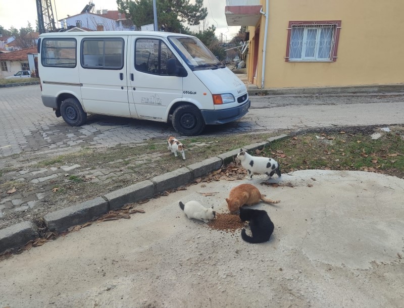 Gediz’de sokak hayvanlarına mama desteği