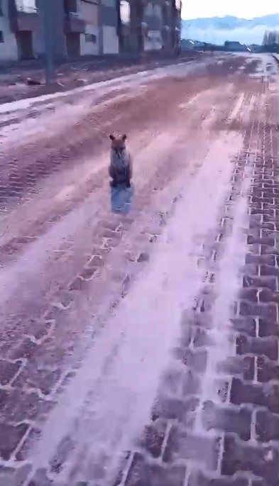 Kars&rsquo;ta tilki ile vatandaşın g&uuml;l&uuml;mseten anları
