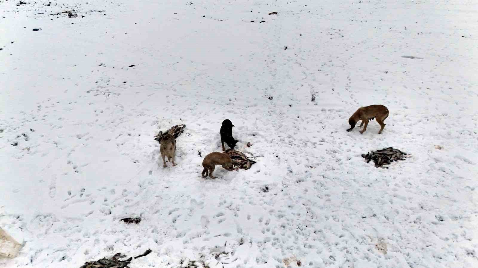 Suriye’den dönen balıklar hayvanlara yem oldu
