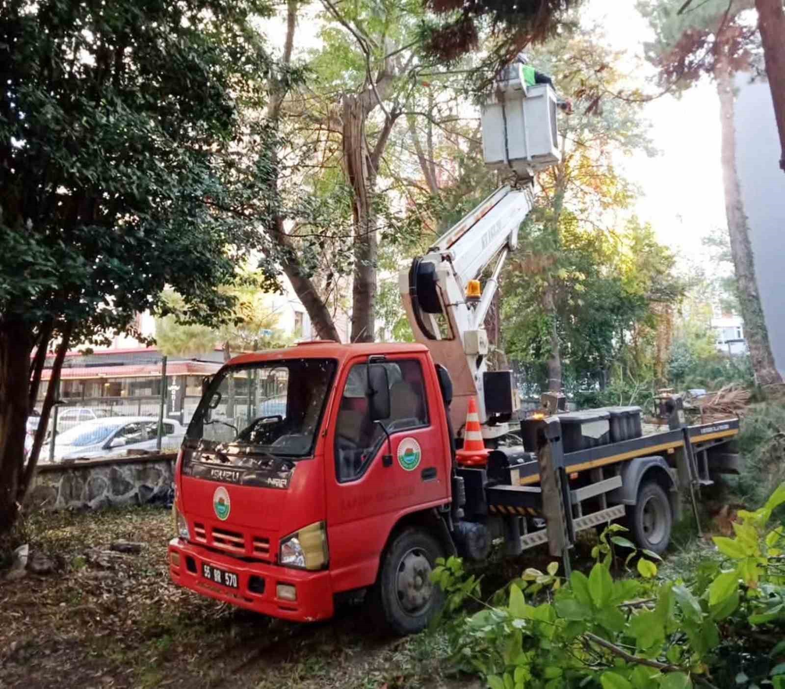 İlkadım’da ağaçlara estetik müdahale
