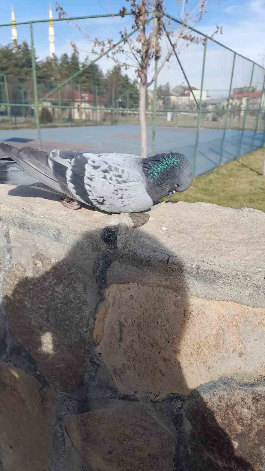 Muş’taki Göletli Park’ta bir güvercin donarak öldü
