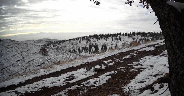 Nevşehir&rsquo;de yaban hayvanları foto kapana yakalandı
