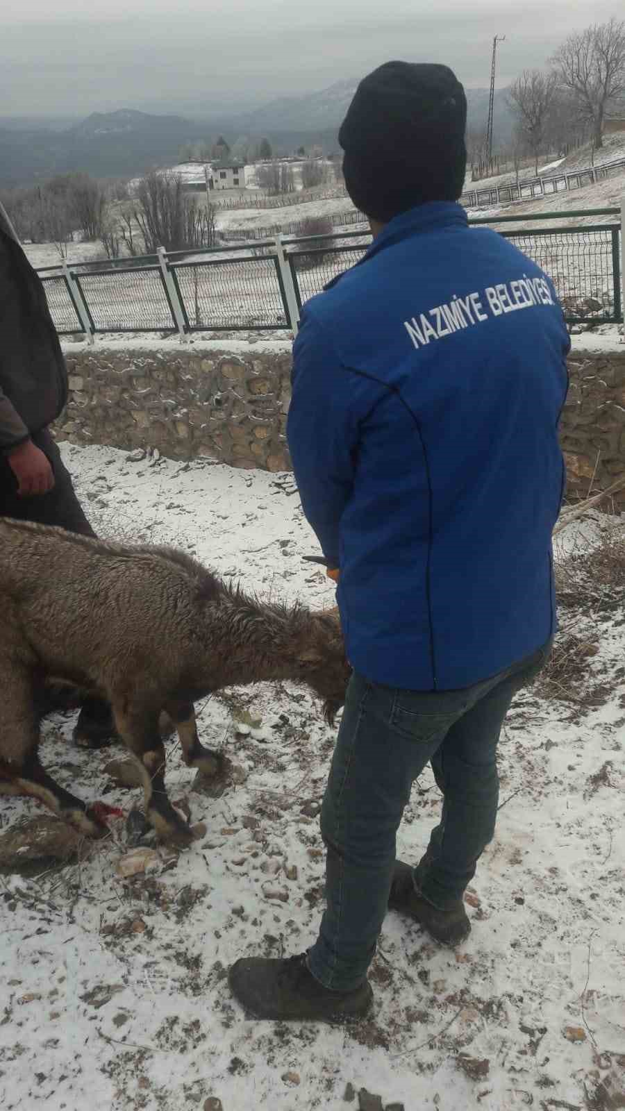 Köpeklerin saldırısına uğrayan yaban keçisi tedavi altına alındı