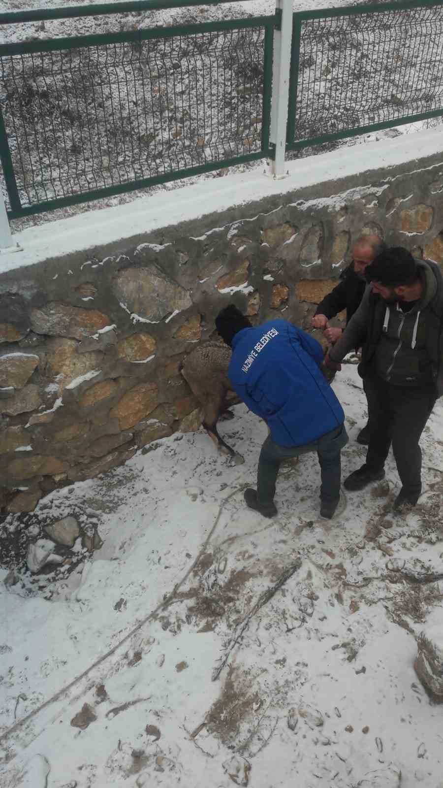 K&ouml;peklerin saldırısına uğrayan yaban ke&ccedil;isi tedavi altına alındı
