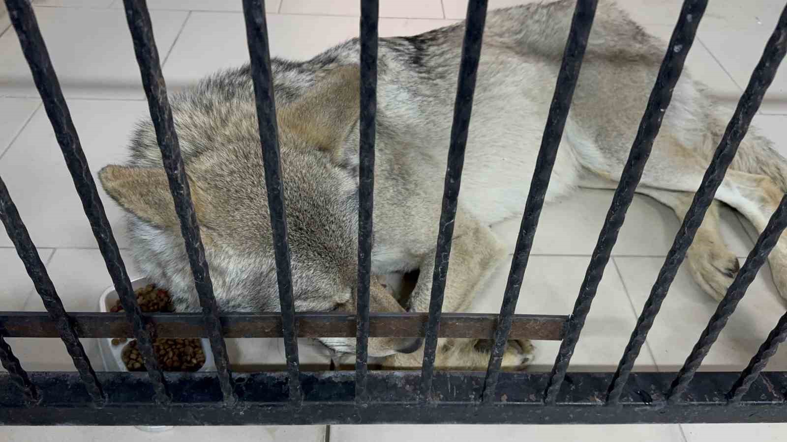 Tatvan’da yaralı halde bulunan kurt tedavi altına alındı