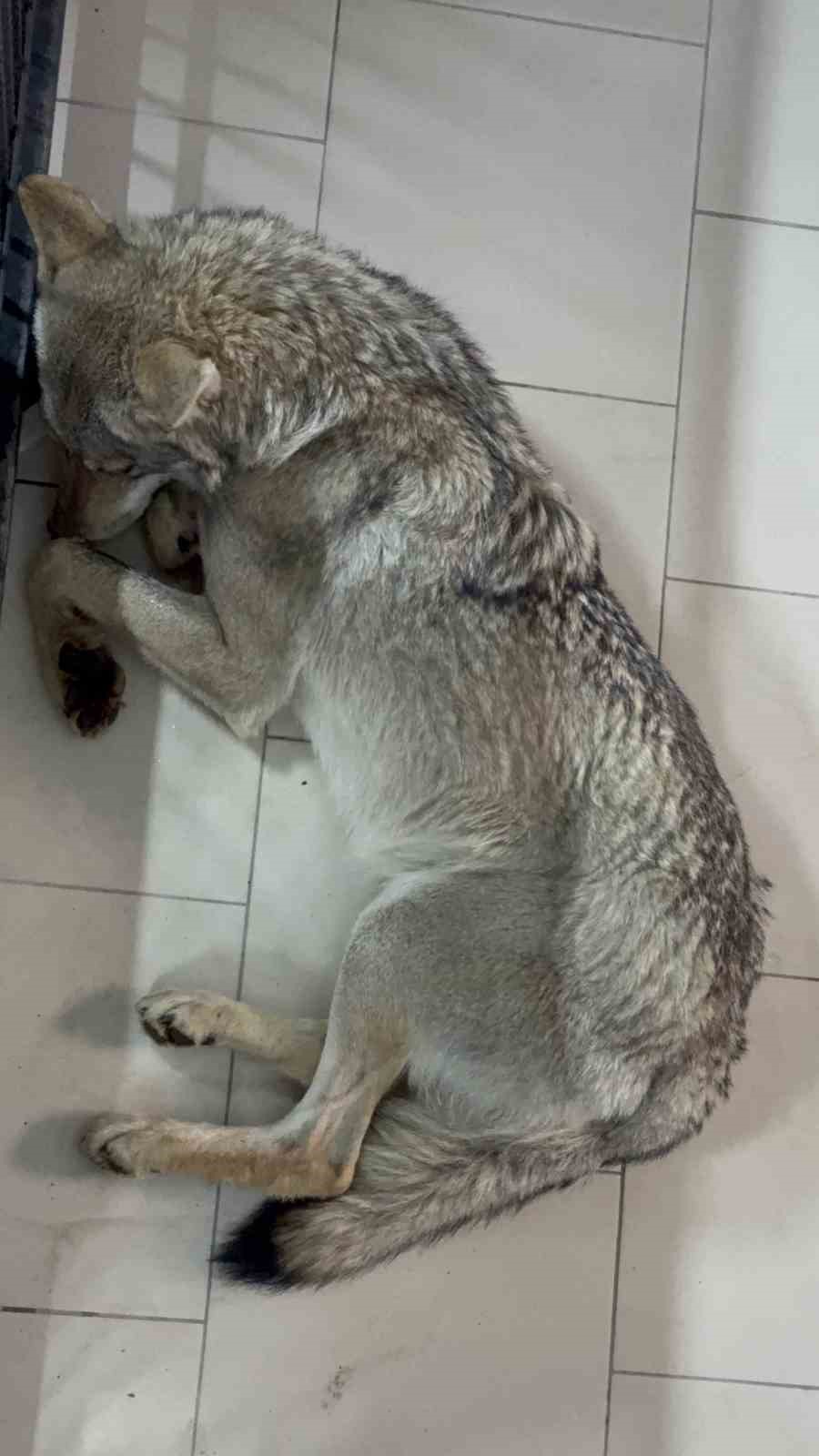 Tatvan’da yaralı halde bulunan kurt tedavi altına alındı