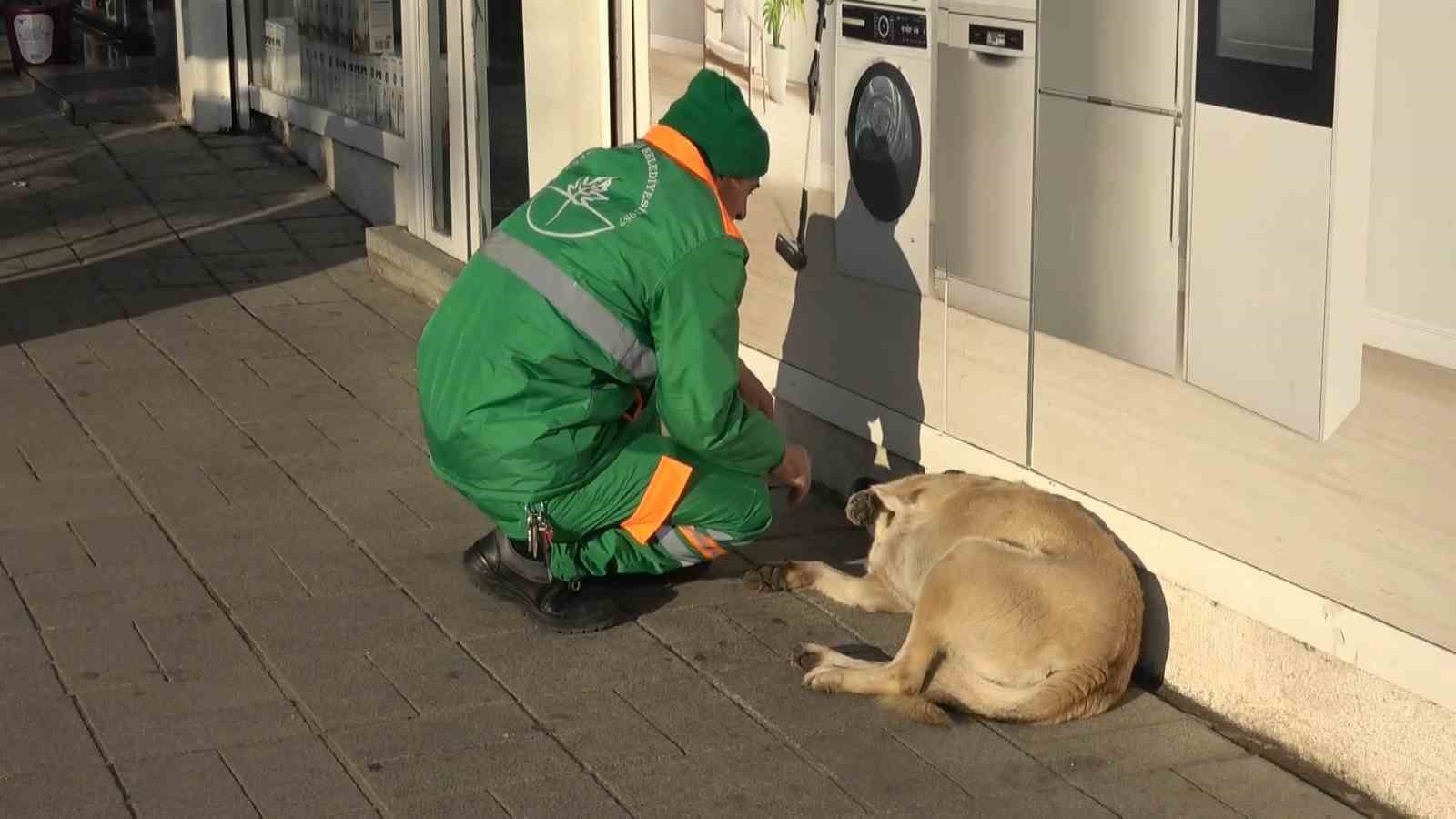 Belediye çalışanının köpekle keyifli vakit geçirmesi içleri ısıttı
