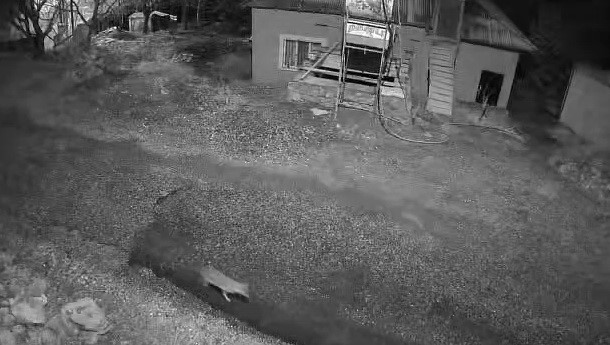 K&ouml;y&uuml;n i&ccedil;inde ayı, kurt ve tilki aynı gece kameraya yakalandı
