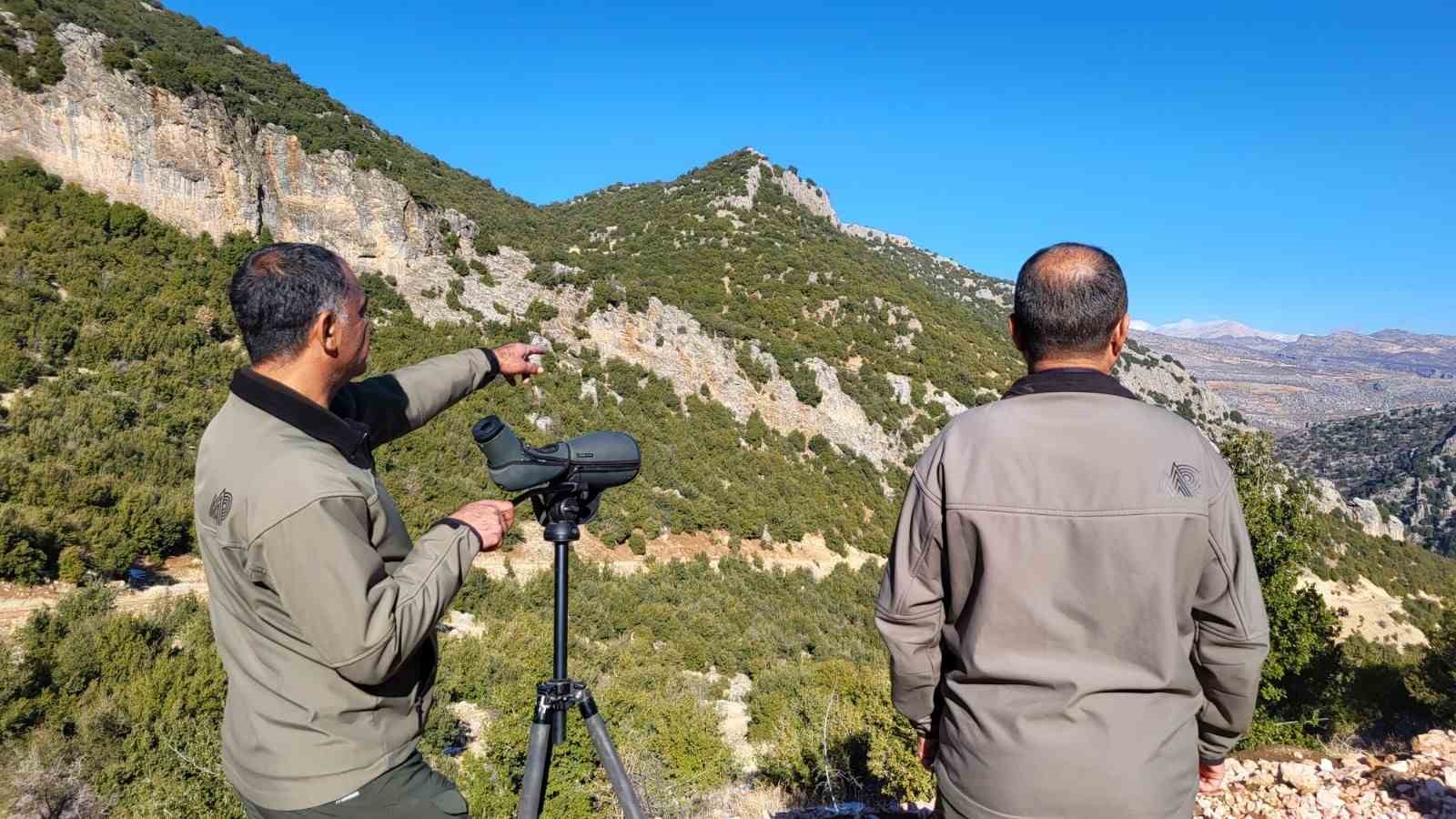 Adıyaman’da yaban keçilerinin popülasyonu çıkartıldı
