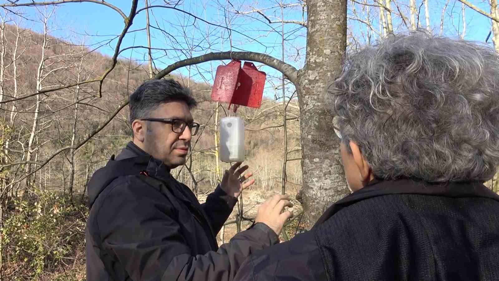 Yalova&rsquo;da hastalık bulaşan &ccedil;ınar ağa&ccedil;ları kuruyor
