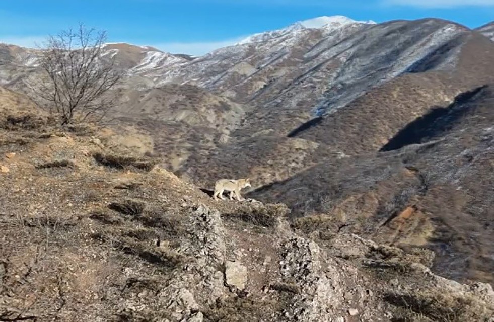 Tunceli Munzur Vadisi’nde yiyecek arayan kurt dron ile görüntülendi