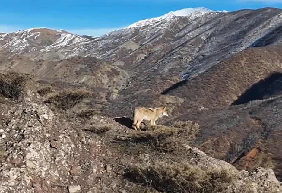 Tunceli Munzur Vadisi’nde yiyecek arayan kurt dron ile görüntülendi
