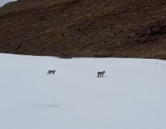 Bayburt’ta karlı arazide gezen iki vaşak görüntülendi