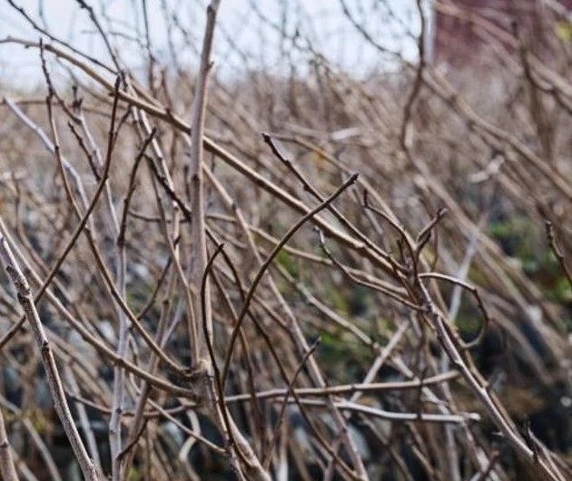 B&uuml;y&uuml;kşehirden &ccedil;ift&ccedil;ilere meyve fidanı desteği
