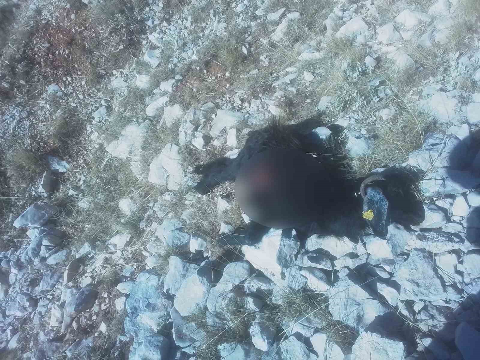 Kurtlar, ke&ccedil;i s&uuml;r&uuml;s&uuml;ne saldırdı
